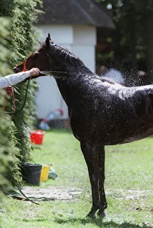 Newmarket Prints: Washing Down After Race
