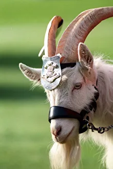 Welsh Goat Mascot