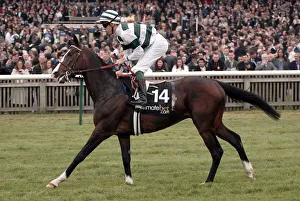 Guineas Prints: Whipper