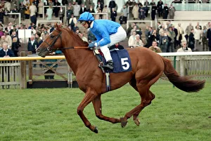 Guineas Prints: Wilful
