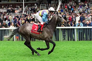 Darley Prints: Yorkies Boy